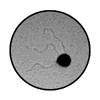 Conjugated Gold Nanoparticles